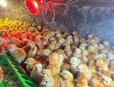 Цыплята Редбро мясо-яичные 