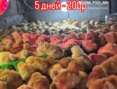 Цыплята Редбро мясо-яичные 