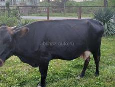 Продаётся корова
