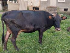 Продаётся корова