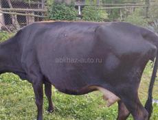 Продаётся корова