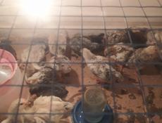 Продам месячных цыплят не привозные