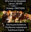 Продаем оптом все сразу 