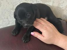 Продаются щенки