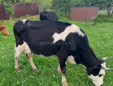 Дойная корова 