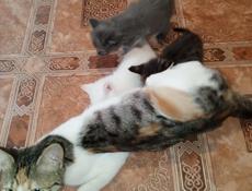 Отдам в добрые руки котят.