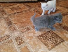 Отдам в добрые руки котят.