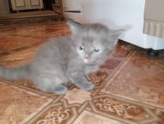 Отдам в добрые руки котят.