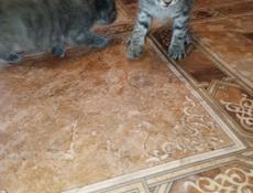 Отдам в добрые руки котят.