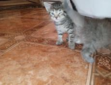 Отдам в добрые руки котят.