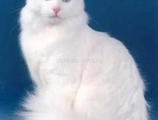 Белый котёнок 