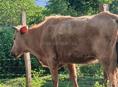 Корова 🐮