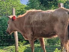 Корова 🐮