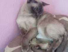 Кошка Евробурма