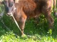 Продаётся бычок 
