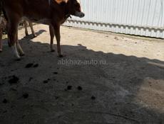 Продаётся теленок 