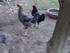 Пограничная дом 13