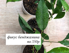 Комнатные растения