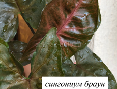 Комнатные растения