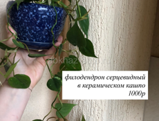 Комнатные растения