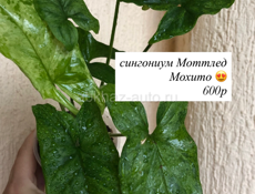 Комнатные растения