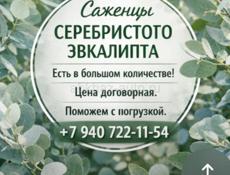 Саженцы серебристого эвкалипта 