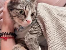 Кошка в добрые руки 