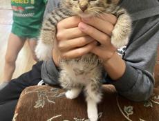 Срочно отдам в добрые руки 