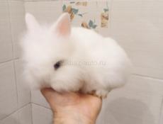 Декоративный кролик.