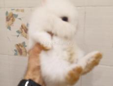 Декоративный кролик.
