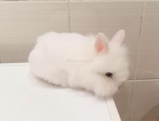 Декоративный кролик.