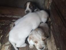 ОТДАМ В ДОБРЫЕ РУКИ 4 девочки и один мальчик 