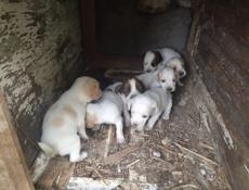 ОТДАМ В ДОБРЫЕ РУКИ 4 девочки и один мальчик 