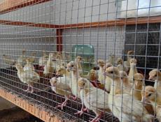 Продаются индюшата р. Очамчира с. Илор все по телефону