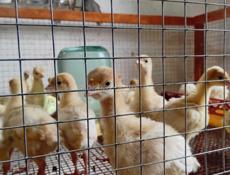 Продаются индюшата р. Очамчира с. Илор все по телефону