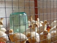Продаются индюшата р. Очамчира с. Илор все по телефону