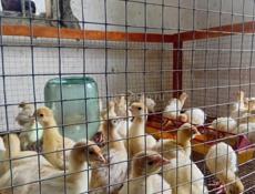Продаются индюшата р. Очамчира с. Илор все по телефону