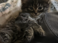 Отдаю котят в добрый и любящие руки 