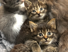 Отдаю котят в добрый и любящие руки 