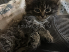 Отдаю котят в добрый и любящие руки 