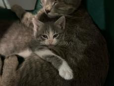 Отдаю котят в добрый и любящие руки 