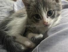 Отдаю котят в добрый и любящие руки 