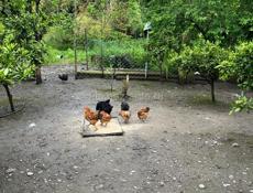 Продаются куры чищеные и живые и цыплята