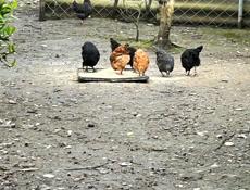 Продаются куры чищеные и живые и цыплята