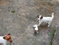 ПРОДАЕТСЯ ЩЕНОК ПОРОДЫ ДЖЕК РАССЕЛ ТЕРЬЕР🐶