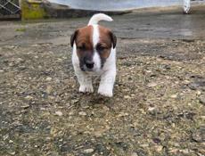 ПРОДАЕТСЯ ЩЕНОК ПОРОДЫ ДЖЕК РАССЕЛ ТЕРЬЕР🐶