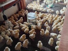 Продаются цыплята оптом и в розницу р. Очамчира с.илор 