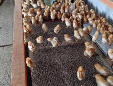 Продаются цыплята оптом и в розницу р. Очамчира с.илор 