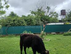 Бычок 🐂 продаётся