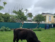 Бычок 🐂 продаётся